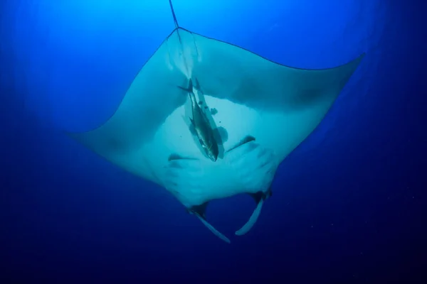 Stingray in clean blue sea water