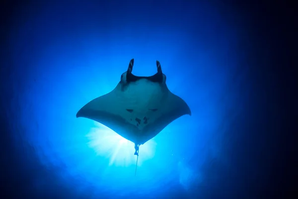 Temiz Mavi Deniz Suyunda Stingray — Stok fotoğraf