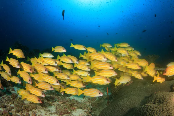 Bir sürü renkli balıkla temiz mavi sualtı yaşamı.