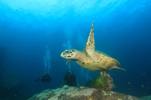 Dykkere Som Svømmer Rent Sjøvann – stockfoto