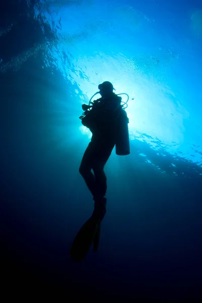 Диверс Плаває Чистій Морській Воді — стокове фото