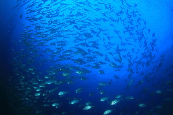 Sauberes Blaues Unterwasserleben Mit Vielen Bunten Fischen — Stockfoto