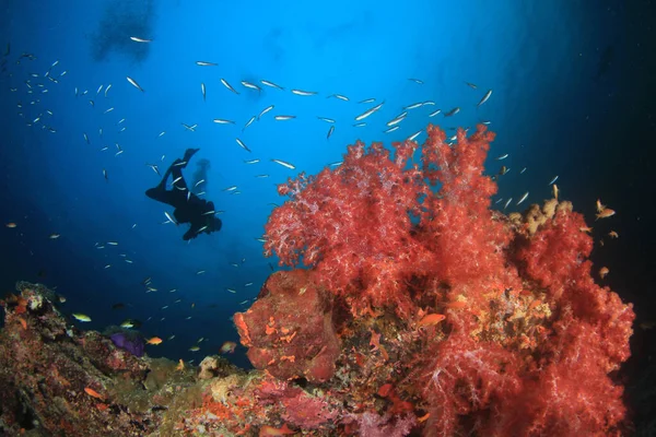 きれいな海の水でダイバー水泳 — ストック写真