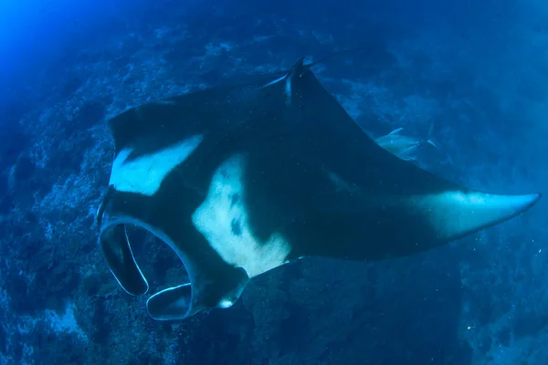 Temiz Mavi Deniz Suyunda Stingray — Stok fotoğraf