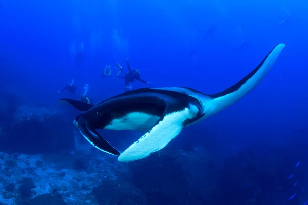 Stingray Clean Blue Sea Water — Stock Photo, Image