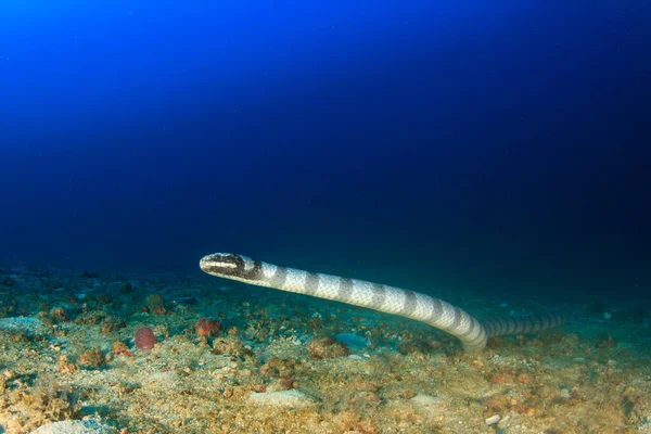 Slangen Rent Blått Sjøvann – stockfoto
