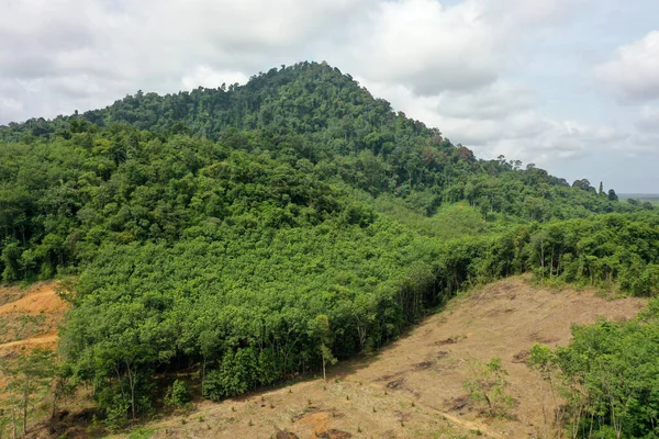 Exploitation Forestière Déforestation Des Forêts Couper Des Arbres Pour Industrie — Photo