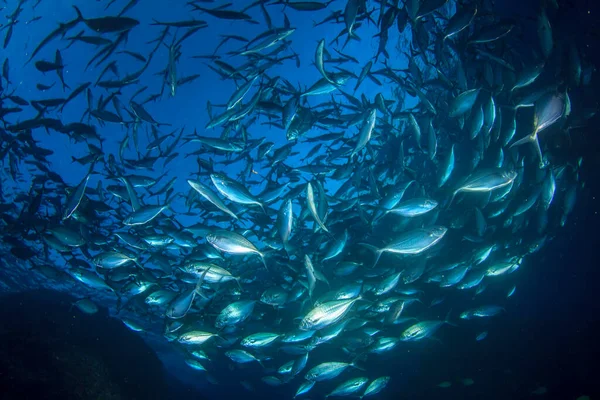 Limpe Vida Submarina Azul Com Muitos Peixes Coloridos — Fotografia de Stock
