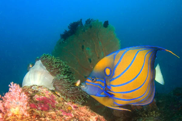 Limpiar Vida Submarina Azul Con Peces Exóticos — Foto de Stock