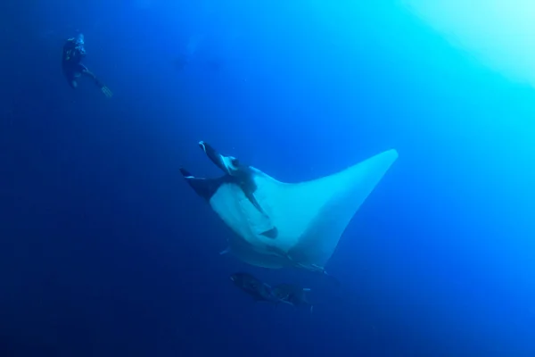 Temiz Mavi Deniz Suyunda Stingray — Stok fotoğraf