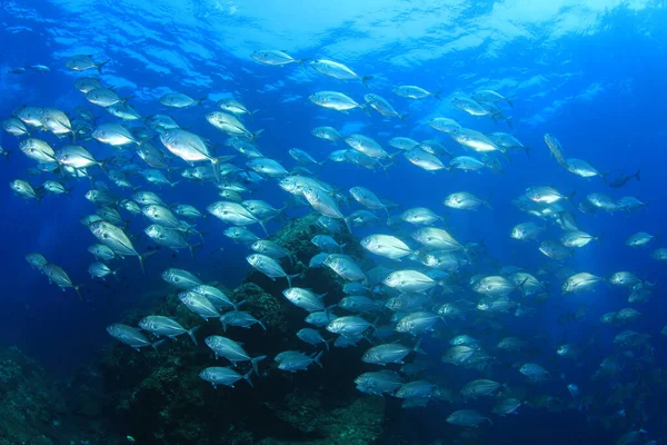 Vie Sous Marine Bleu Propre Avec Nombreux Poissons Colorés — Photo