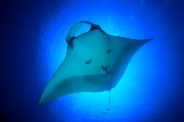 Stingray Puhtaassa Sininen Merivesi — kuvapankkivalokuva