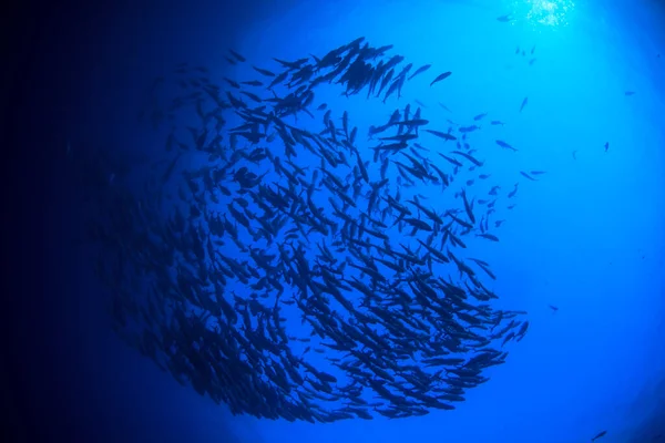Καθαρό Μπλε Υποθαλάσσια Ζωή Πολλά Πολύχρωμα Ψάρια — Φωτογραφία Αρχείου