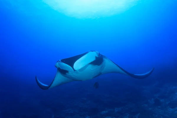 Stingray Água Mar Azul Limpo — Fotografia de Stock