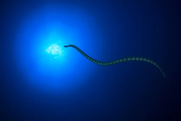 Käärme Puhtaassa Sinisessä Merivedessä — kuvapankkivalokuva