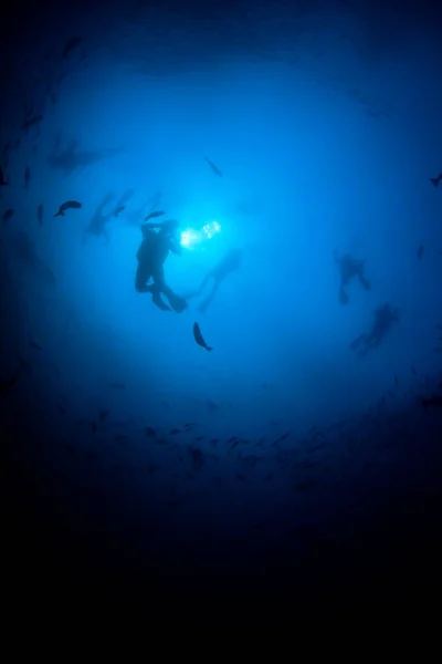 Čistý Modrý Podmořský Život Mnoha Barevnými Rybami — Stock fotografie