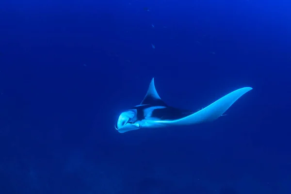 Stingray Agua Mar Azul Limpia — Foto de Stock