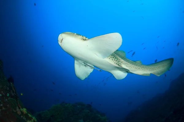 Schoon Blauw Onderzees Leven Met Exotische Vissen — Stockfoto
