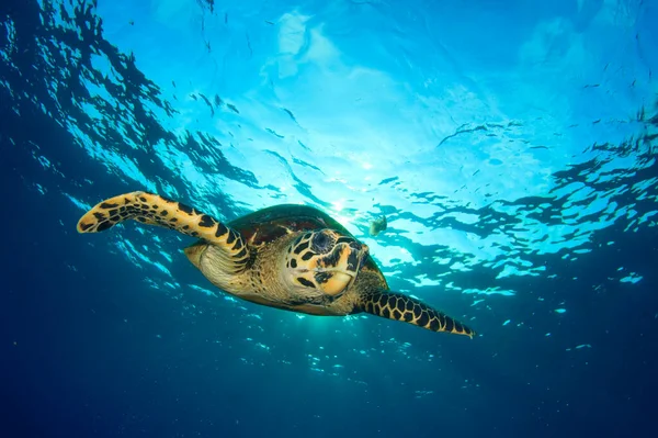 Schildpad Schoon Blauw Zeewater — Stockfoto