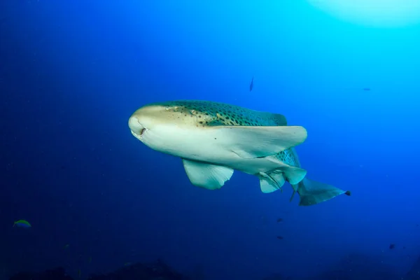 Tubarão Água Mar Azul Limpa — Fotografia de Stock