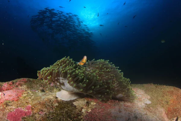 エキゾチックな魚で青い海底生活をきれいにする — ストック写真