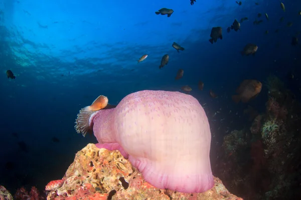 多くのカラフルな魚ときれいな青い海底生活 — ストック写真