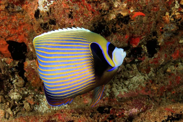 Schoon Blauw Onderzees Leven Met Exotische Vissen — Stockfoto