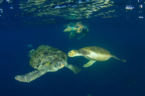 Tortue Dans Eau Mer Bleue Propre — Photo