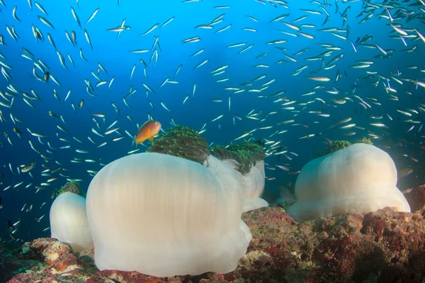 สะอาดส ตใต ทะเลก บปลาหลากส — ภาพถ่ายสต็อก