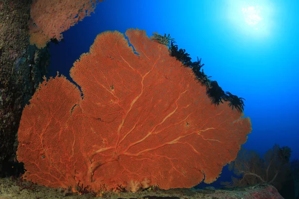 きれいな青い海のサンゴ礁 — ストック写真