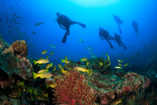 Potápěči Koupající Čisté Mořské Vodě — Stock fotografie