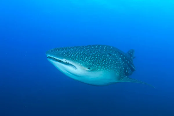 Haien Rent Blått Sjøvann – stockfoto