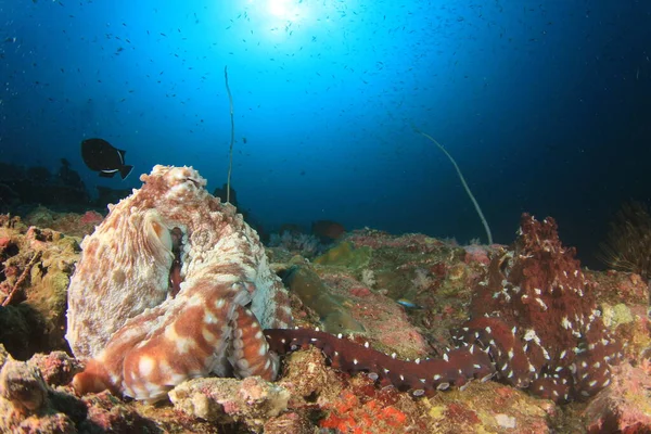 Octopus Puhtaassa Sinisessä Merivedessä — kuvapankkivalokuva