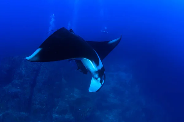 Stingray Água Mar Azul Limpo — Fotografia de Stock