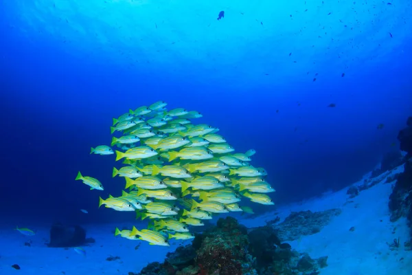 Sauberes Blaues Unterwasserleben Mit Vielen Bunten Fischen — Stockfoto