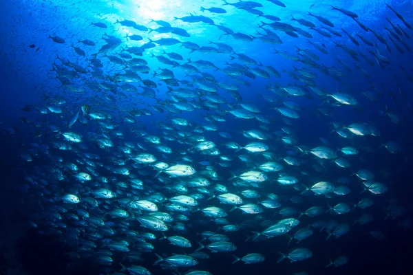 Sauberes Blaues Unterwasserleben Mit Vielen Bunten Fischen — Stockfoto