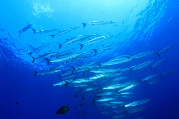 多くのカラフルな魚ときれいな青い海底生活 — ストック写真