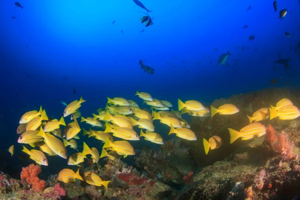 Schoon Blauw Onderzees Leven Met Veel Kleurrijke Vissen — Stockfoto