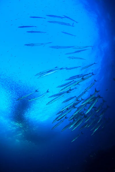 Чисте Блакитне Підводне Життя Багатьма Барвистими Рибами — стокове фото