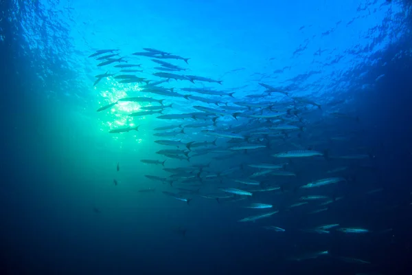 Schoon Blauw Onderzees Leven Met Veel Kleurrijke Vissen — Stockfoto