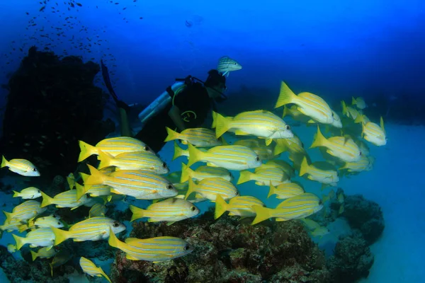 多くのカラフルな魚ときれいな青い海底生活 — ストック写真