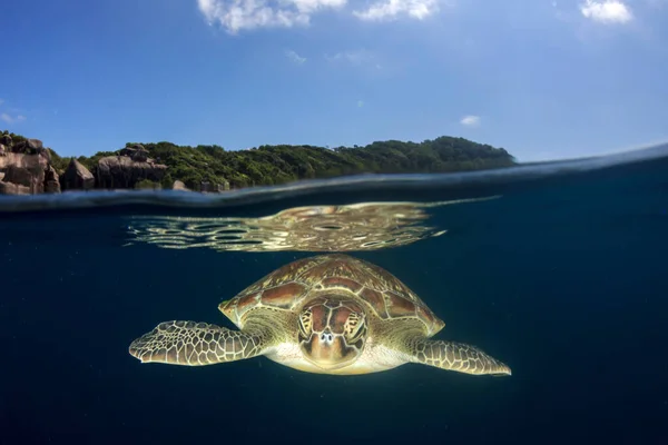 Turtle in clean blue sea water
