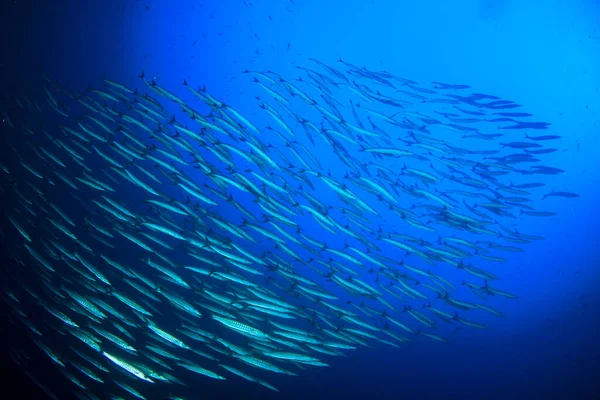 Limpiar Vida Submarina Azul Con Muchos Peces Colores — Foto de Stock