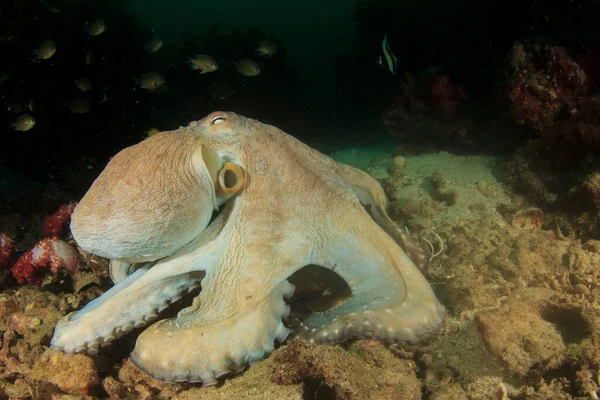 Blekksprut Rent Blått Sjøvann – stockfoto