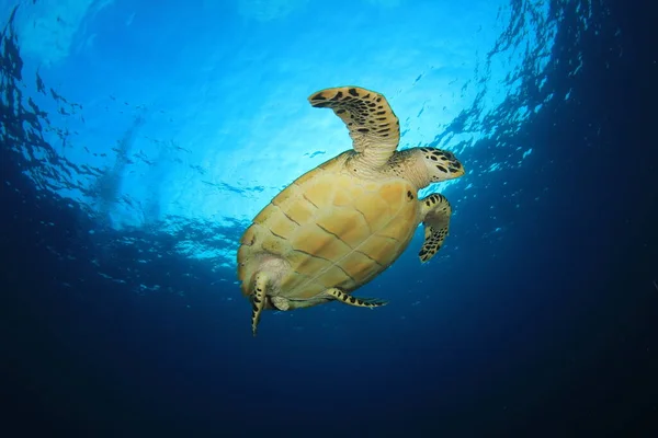 Schildpad Schoon Blauw Zeewater — Stockfoto