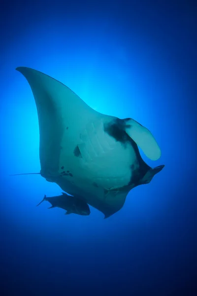 Temiz Mavi Deniz Suyunda Stingray — Stok fotoğraf