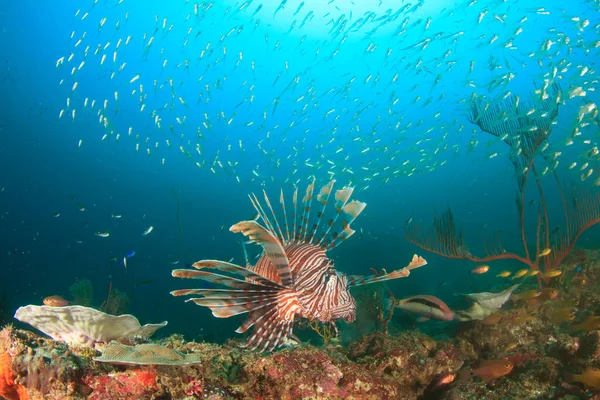 エキゾチックな魚で青い海底生活をきれいにする — ストック写真