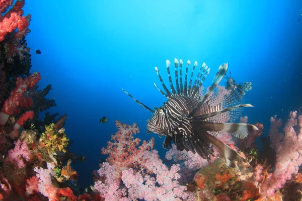 エキゾチックな魚で青い海底生活をきれいにする — ストック写真