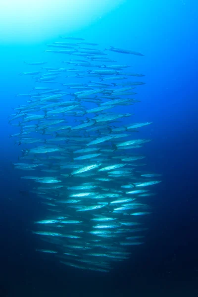 Limpiar Vida Submarina Azul Con Muchos Peces Colores — Foto de Stock