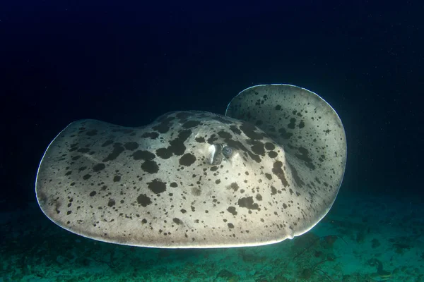 Stingray Tiszta Kék Tengervízben — Stock Fotó